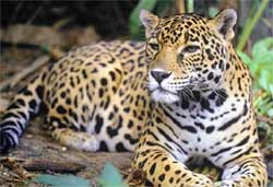 Jaguar on Jaguar De Chiapas En Peligro De Extincion